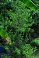 RAVENTSARA. PIMENTA racemosa. Inde. Myrtaceae. 5-6m